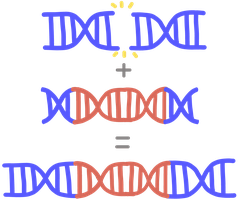 Non-homologous end joining