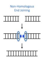 Bidirectional replication in prokaryotes