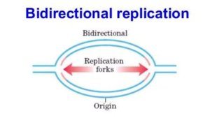 Structure of OriC in E. coli