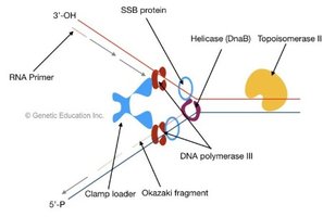 Prokaryotic DNA replication fork