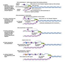 Termination of replication in prokaryotes