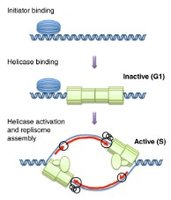 Helicase loading and activation