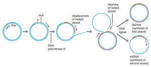 Rolling-circle DNA replication