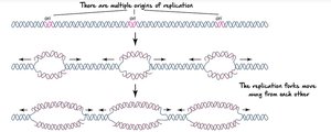 Multiple origins of replication in eukaryotes