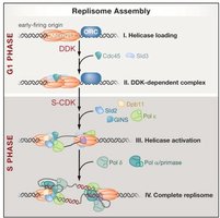 Replisome assembly in eukaryotes