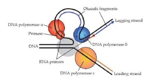 Leading and lagging strand synthesis in eukaryotes