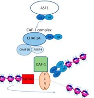 Histone chaperones and nucleosome assembly