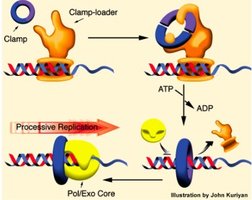 Sliding clamp and clamp loader