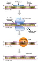 Primer removal and gap filling