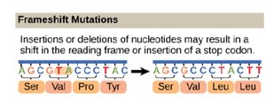 Frameshift mutation example