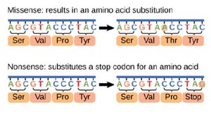 Semiconservative model of DNA replication