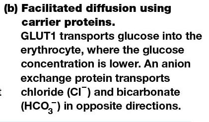 Facilitated diffusion in erythrocytes