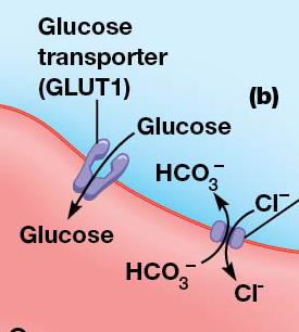 GLUT1 and anion exchange protein