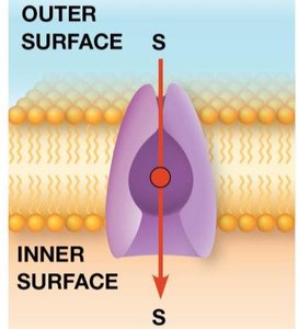 Coupled transport: symport and antiport