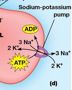 Na+/glucose symporter mechanism