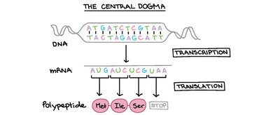 Diagram of the central dogma: DNA to mRNA to protein