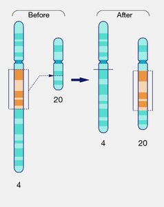 Chromosomal insertion and deletion