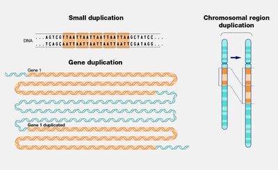 Gene and chromosomal region duplication