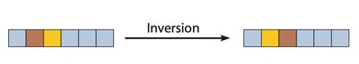 Chromosomal inversion