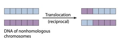 Chromosomal translocation