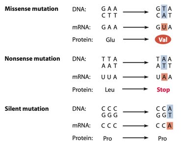 Examples of missense, nonsense, and silent mutations
