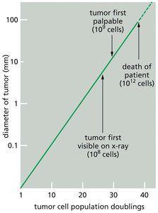 Tumor growth curve: cell population doublings vs. tumor size