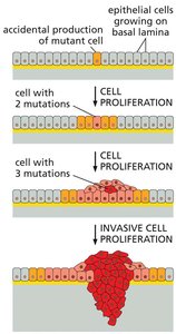 Clonal evolution and accumulation of mutations during tumor progression
