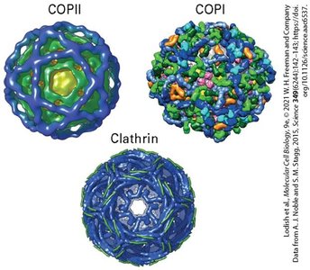Structure of COPII, COPI, and Clathrin-coated vesicles