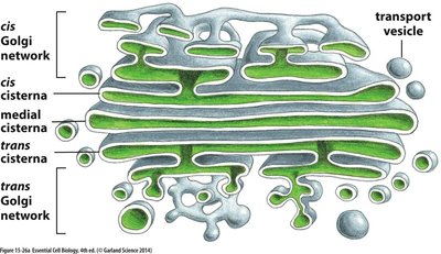 Diagram of Golgi apparatus structure