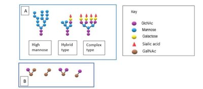 Types of N-linked and O-linked glycans