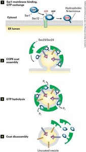 COPII coat assembly and disassembly steps