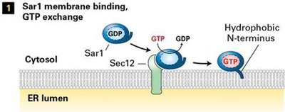 Sar1 membrane binding and GTP exchange