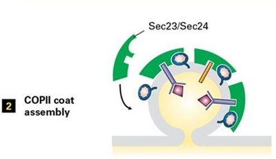 COPII coat assembly