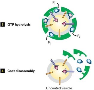 GTP hydrolysis and coat disassembly