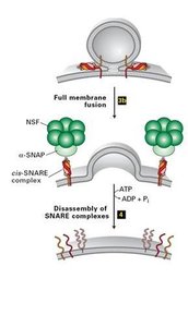 SNARE complex structure