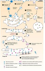 Overview of the secretory and endocytic pathways
