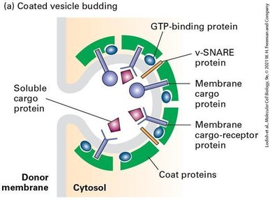 Coated vesicle budding diagram