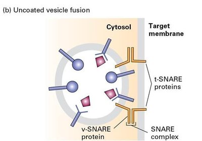 Uncoated vesicle fusion diagram