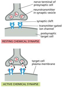 Diagram of resting and active chemical synapse