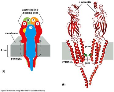 Structure of acetylcholine receptor