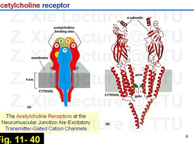 Lecture slide: Acetylcholine receptor structure