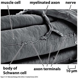Scanning electron micrograph of neuromuscular junction