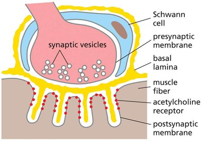 Diagram of neuromuscular junction structure
