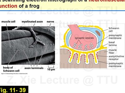 Lecture slide: Neuromuscular junction micrograph and diagram