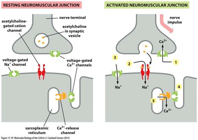 Ion channels at neuromuscular junction