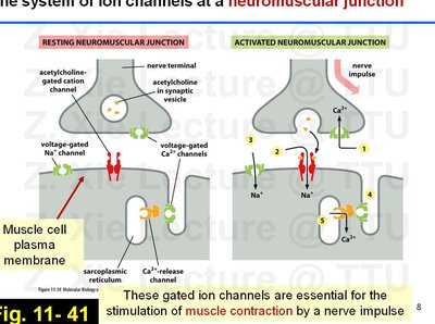 Lecture slide: Ion channels at neuromuscular junction