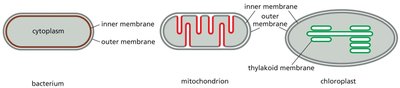 Membranes of bacteria, mitochondria, and chloroplasts