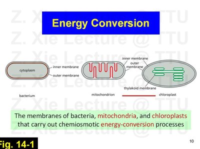 Lecture slide: Chemiosmotic energy conversion membranes