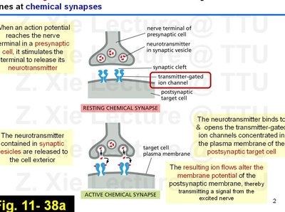 Detailed diagram of transmitter-gated ion channels at chemical synapses