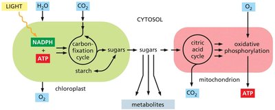 Energy conversion in mitochondria and chloroplasts